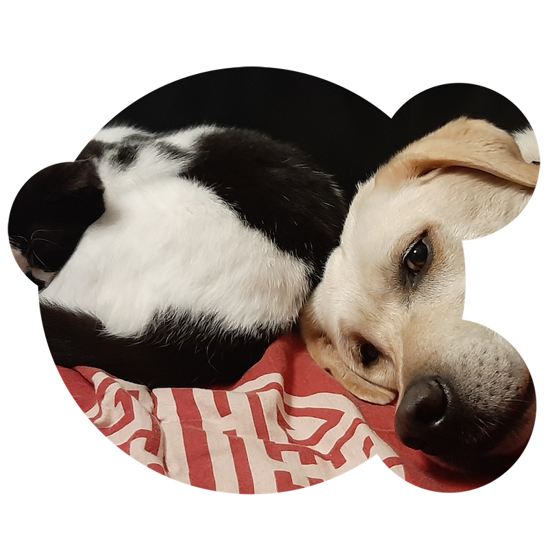 compagnimaux_conseils-pre-et-post-adoption