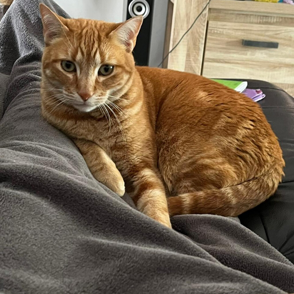photo SIMBA