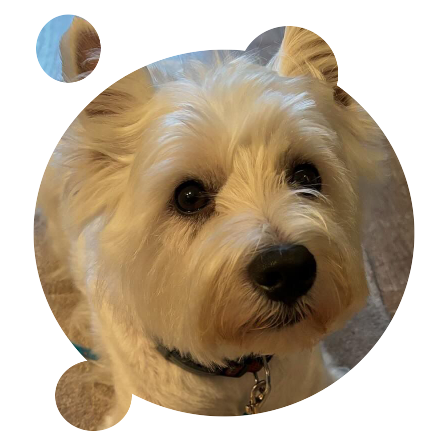 visite-chien